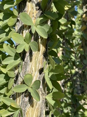 Fouquieria splendens splendens