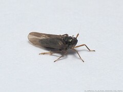 Pissonotus piceus