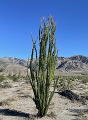 Fouquieria splendens splendens