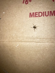 Steatoda grossa