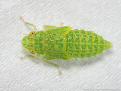 Rugosana querci