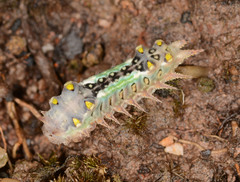 Doratifera oxleyi