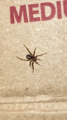Steatoda grossa