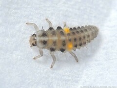 Psyllobora vigintimaculata