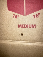 Steatoda grossa