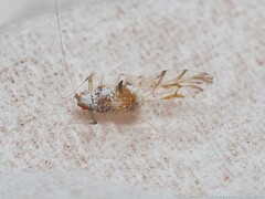 Drepanaphis keshenae