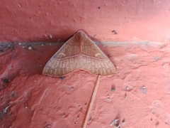 Panopoda