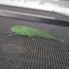 Grammadera steinbachi