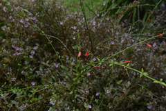 Heliconius erato adana