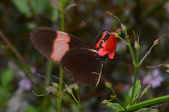 Heliconius erato adana