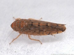 Osbornellus rotundus