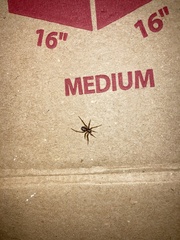 Steatoda grossa