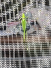 Grammadera steinbachi