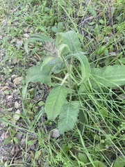 Salvia spathacea