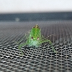 Grammadera steinbachi