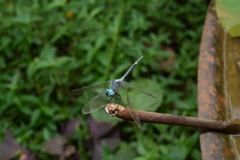 Micrathyria atra