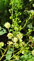 Acaciella angustissima