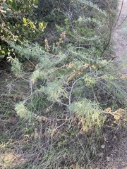 Artemisia californica