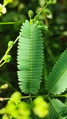 Acaciella angustissima