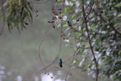 Colibri thalassinus