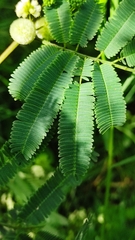 Acaciella angustissima