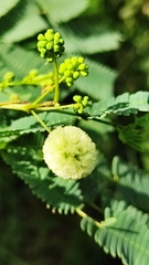 Acaciella angustissima