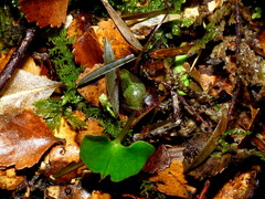 Corybas hypogaeus