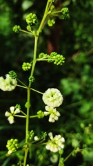 Acaciella angustissima