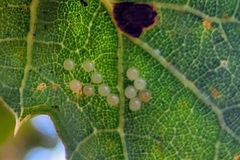 Phryganidia californica