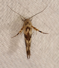 Stathmopoda melanochra