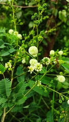 Acaciella angustissima