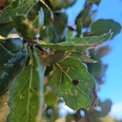 Phryganidia californica