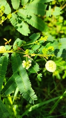 Acaciella angustissima