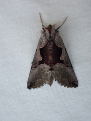 Autographa ampla