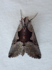 Autographa ampla