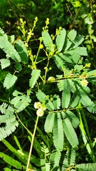 Acaciella angustissima