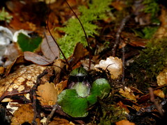 Corybas hypogaeus