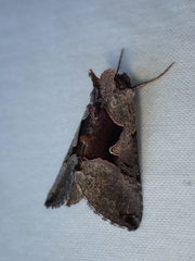 Autographa ampla