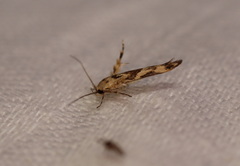 Stathmopoda melanochra