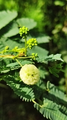 Acaciella angustissima