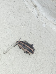 Eudiagogus rosenschoeldi