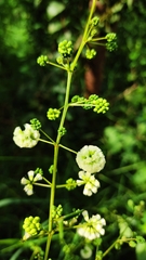 Acaciella angustissima