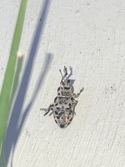 Eudiagogus rosenschoeldi