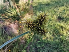 Cyperus manimae asperrimus