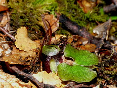 Corybas hypogaeus