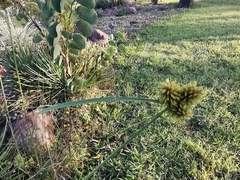 Cyperus manimae asperrimus