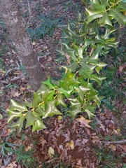 Ilex