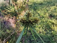 Cyperus manimae asperrimus