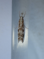 Catoptria