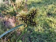 Cyperus manimae asperrimus